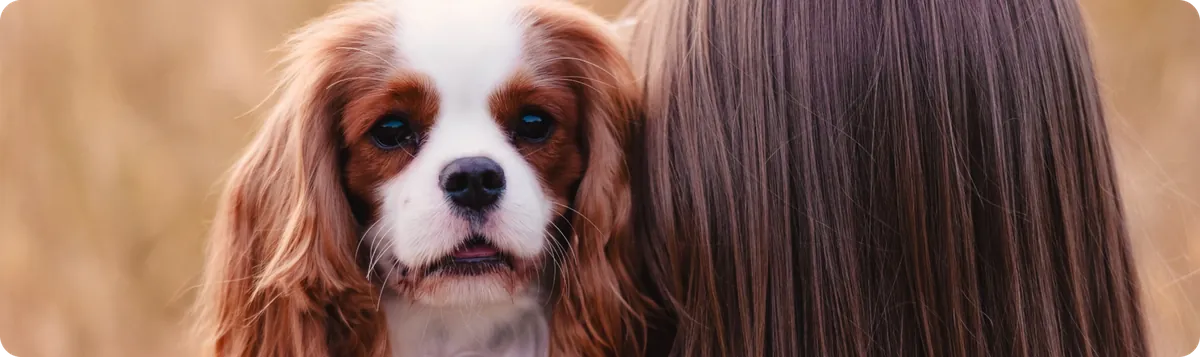 Comment lire la composition d’un complément pour chien