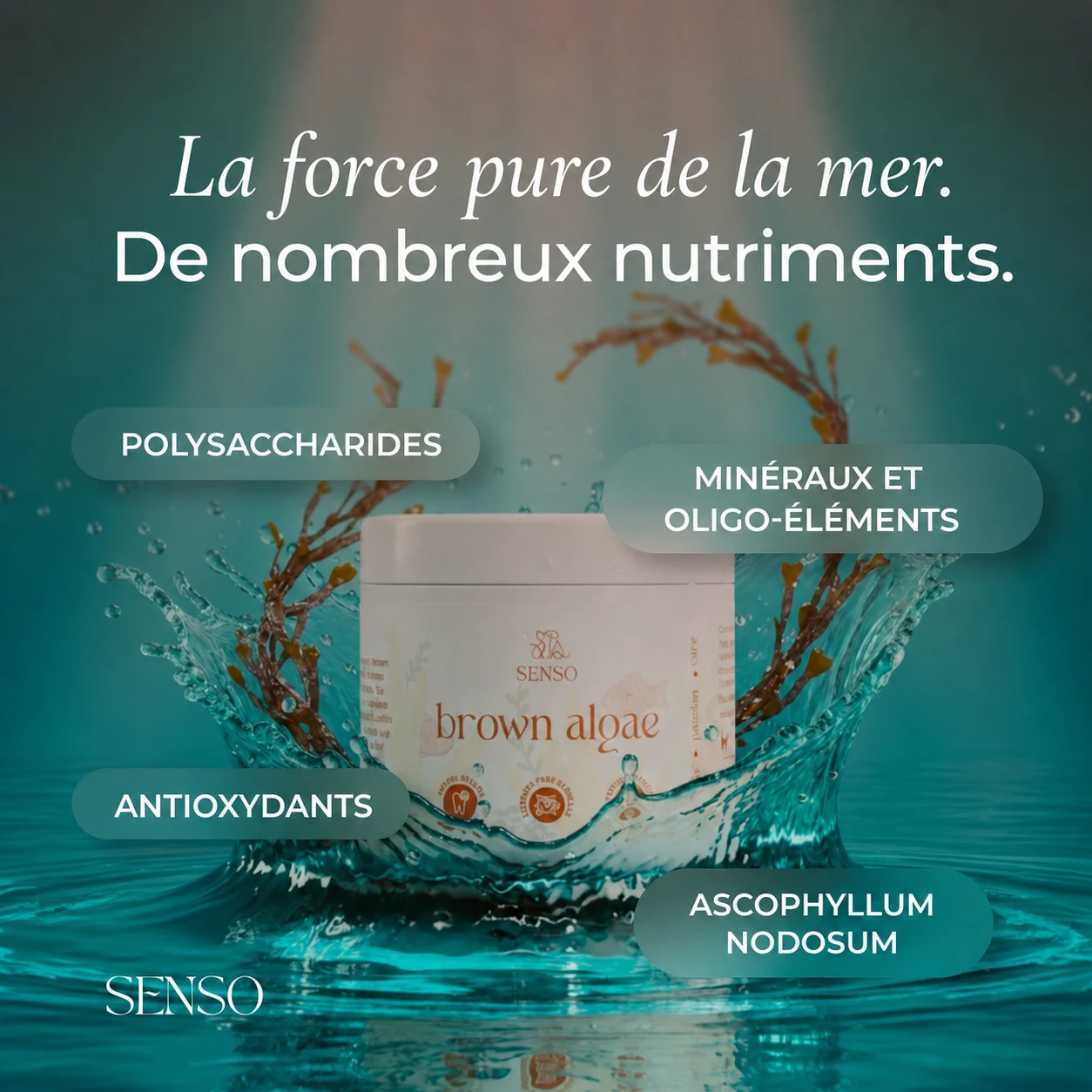 Infographie des ingrédients de Algues brunes