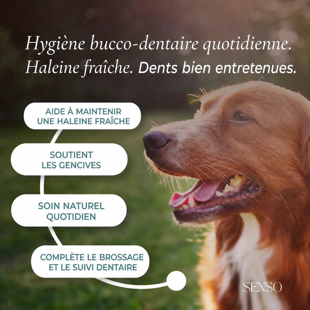 Hygiène dentaire — image 2